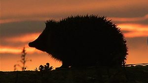 Silhouette of a hedgehog against a sunset